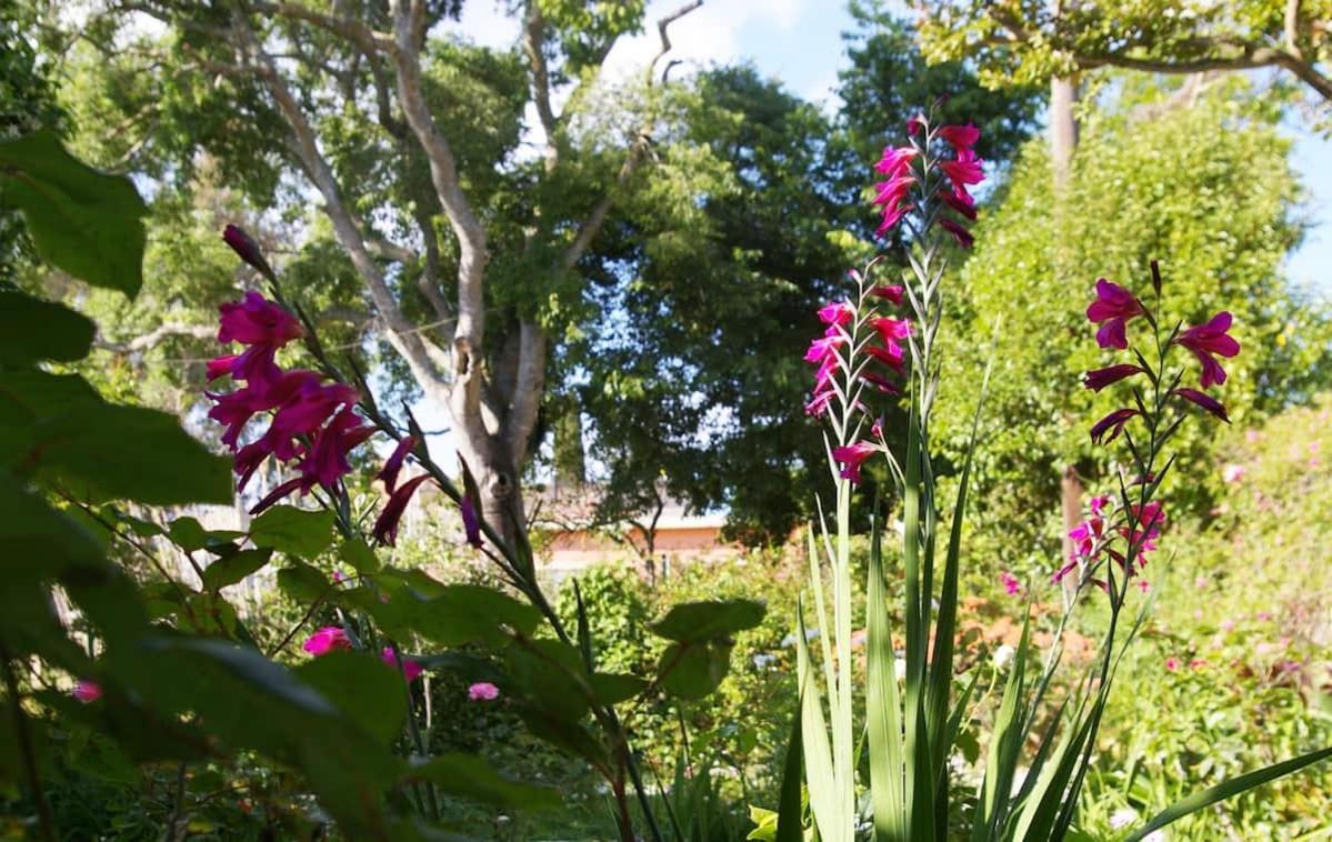 Villa Garden House In Corfu à Corfu  Extérieur photo